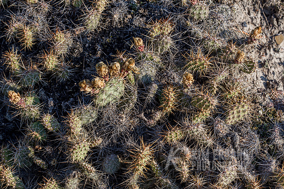 _MG_3005-2