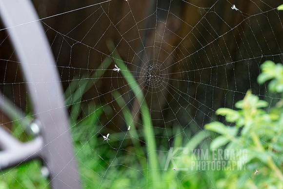 _MG_3498-3