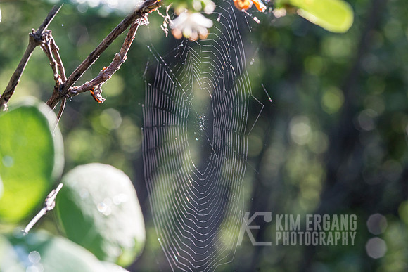 _MG_3036-2