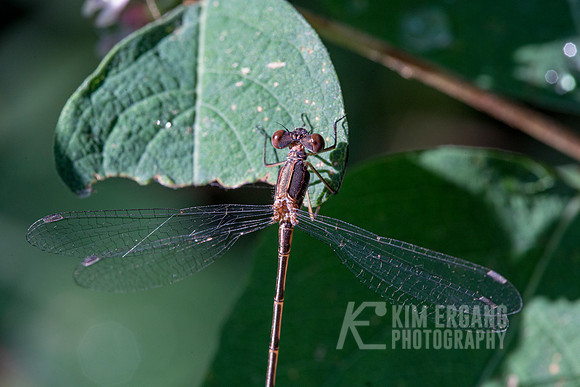 _MG_3066-2