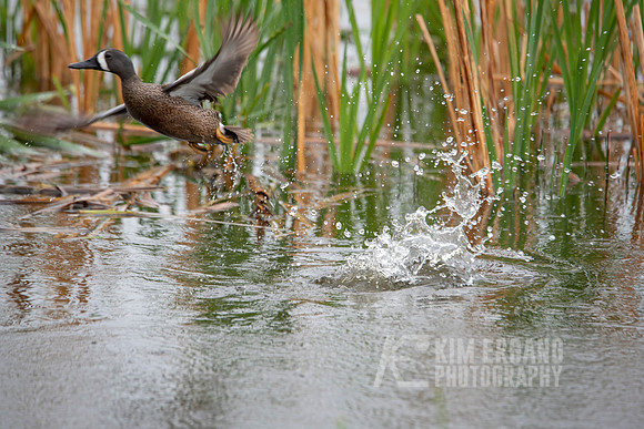 _AAG3061